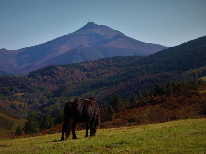 Le célèbre pottok