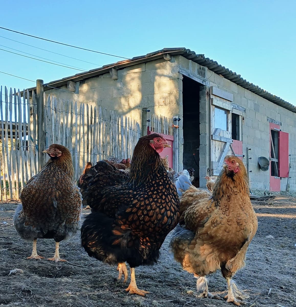 Poules