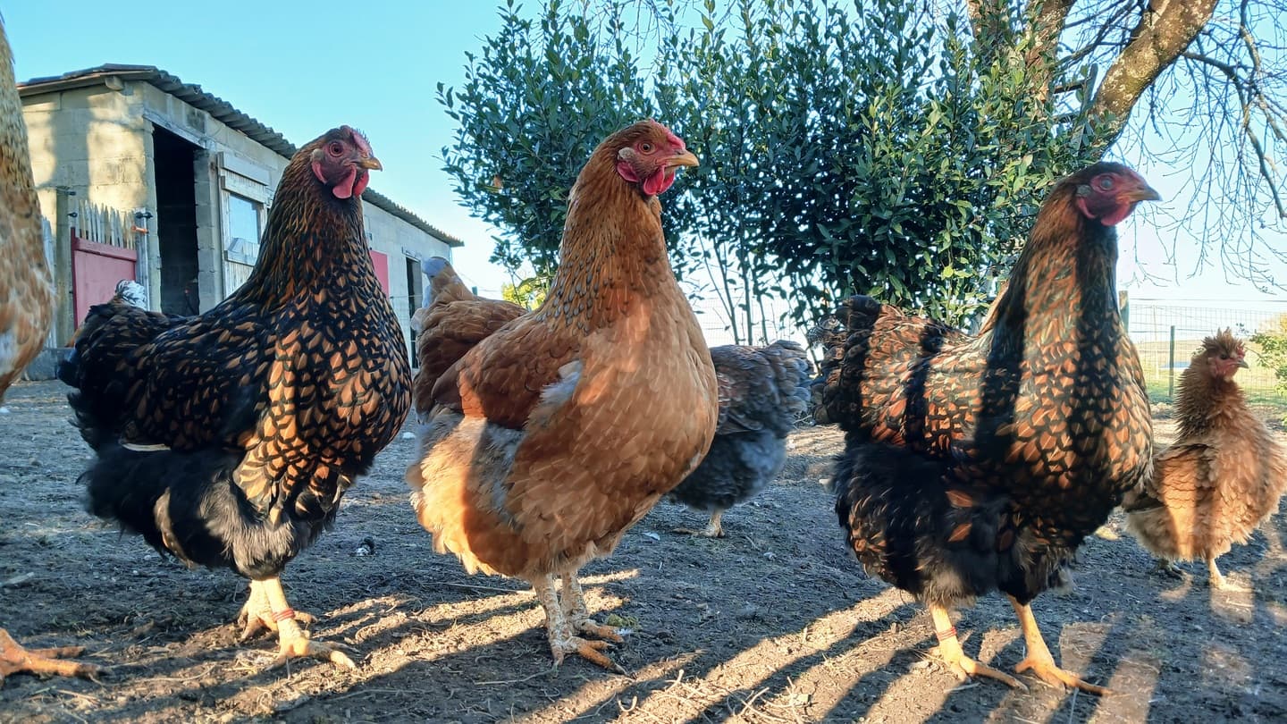 Poules