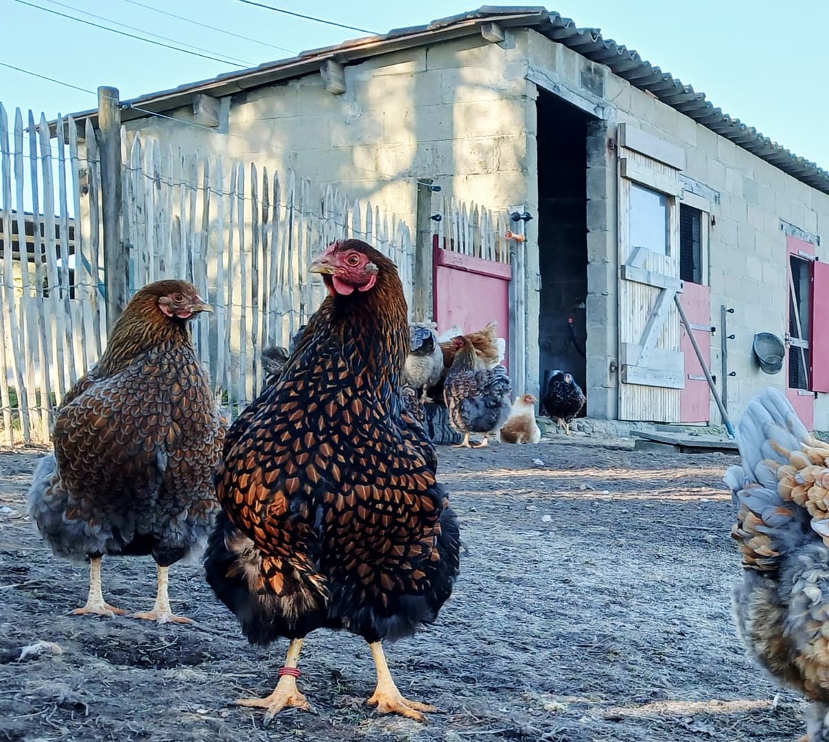 Poules