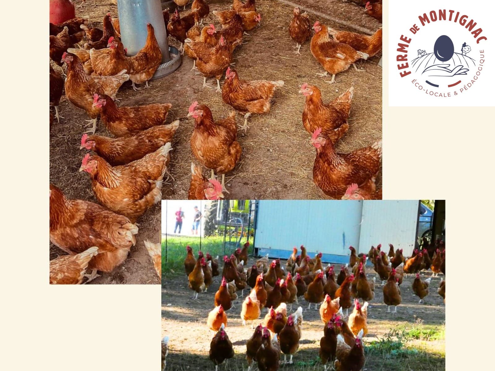 Poules