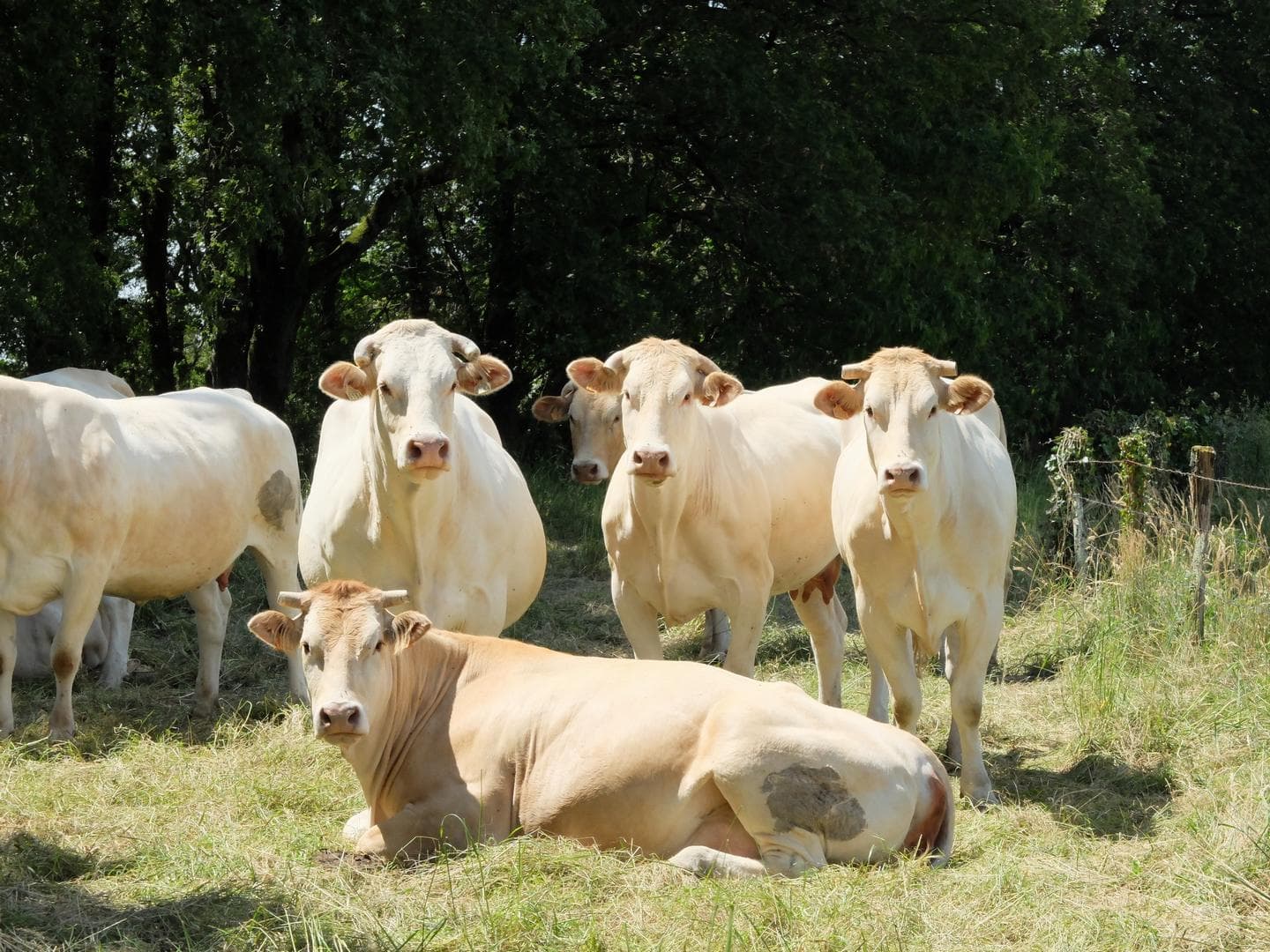 Ferme Moulinaou