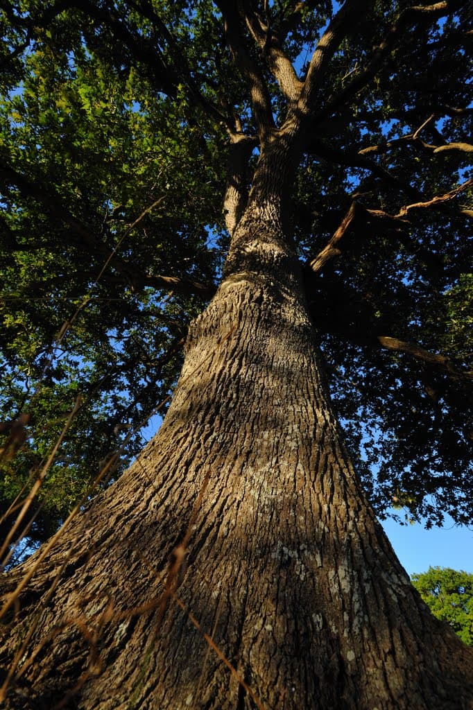 Arbre remarquable