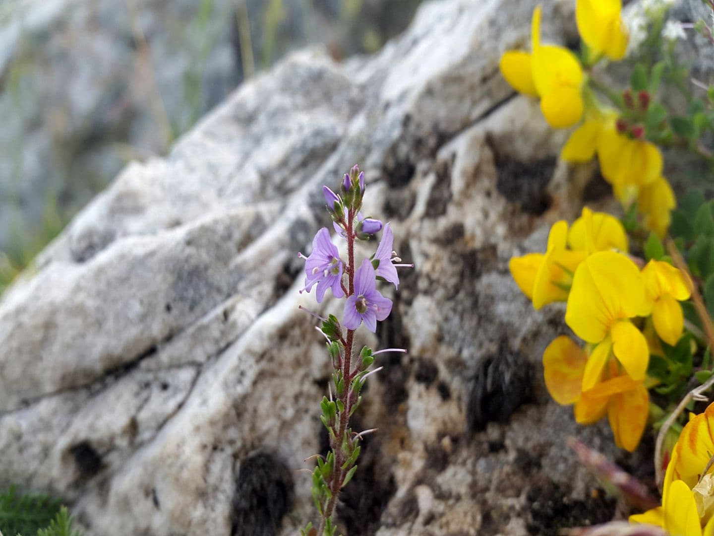 Rando-Urkulu-fleurs-OTGB