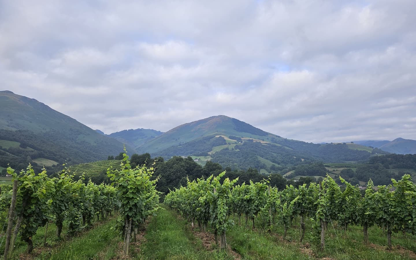 Rangées de vignes Menta