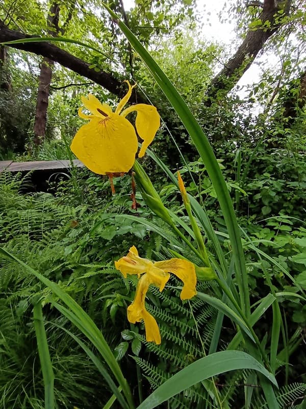Réserve Naturelle de la Mazière 2