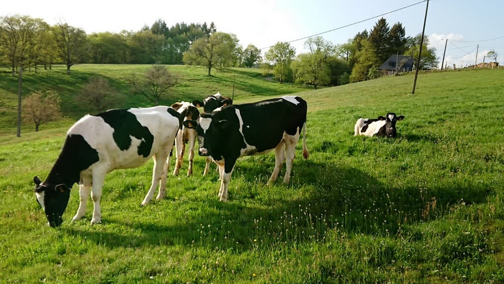Vaches des agriculteurs_18