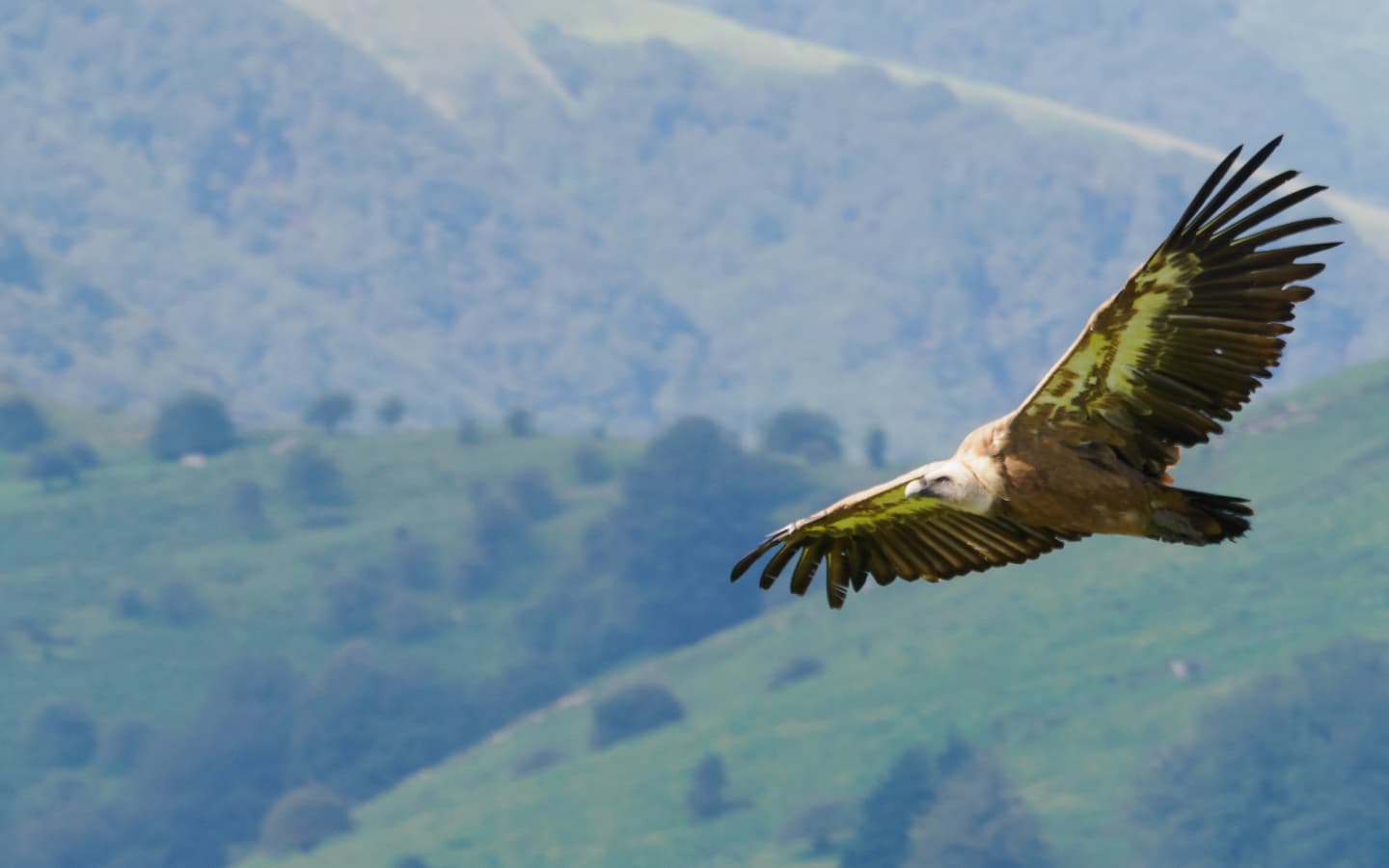 Vautour