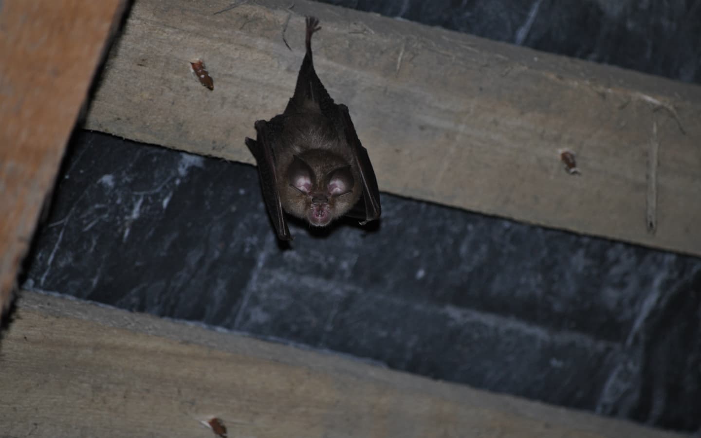 Rhinolophe  dans une grange