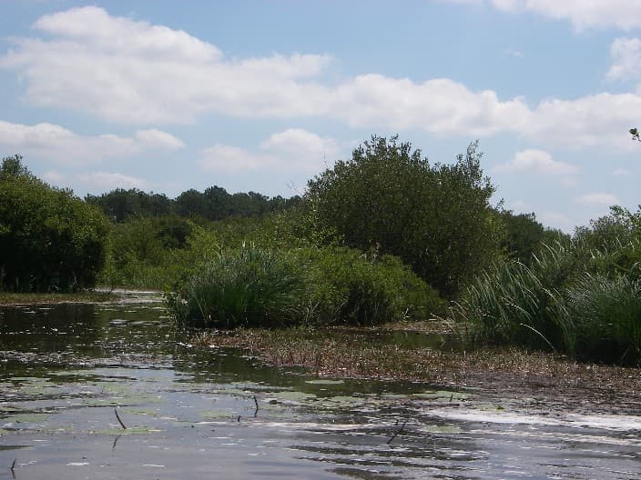 Rives Est du lac d'Hourtin