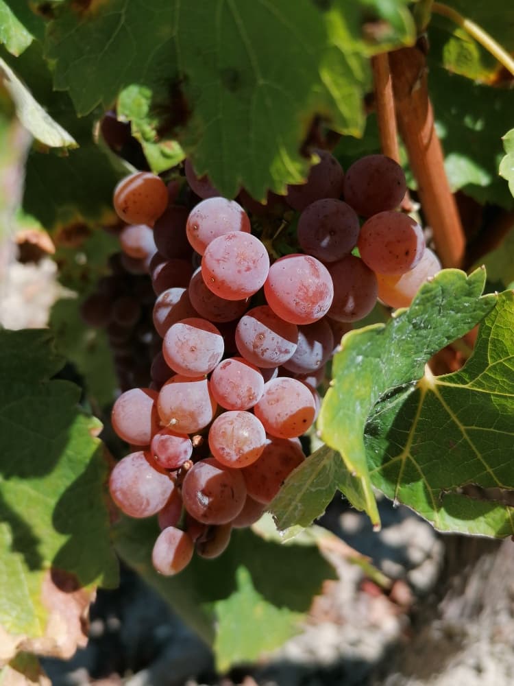 Domaine de Villemont- Raisin de Sauvignon Fié Gris