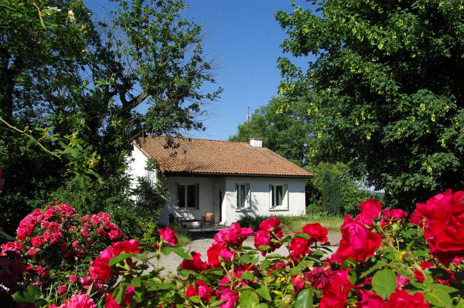 Cîte Cerise