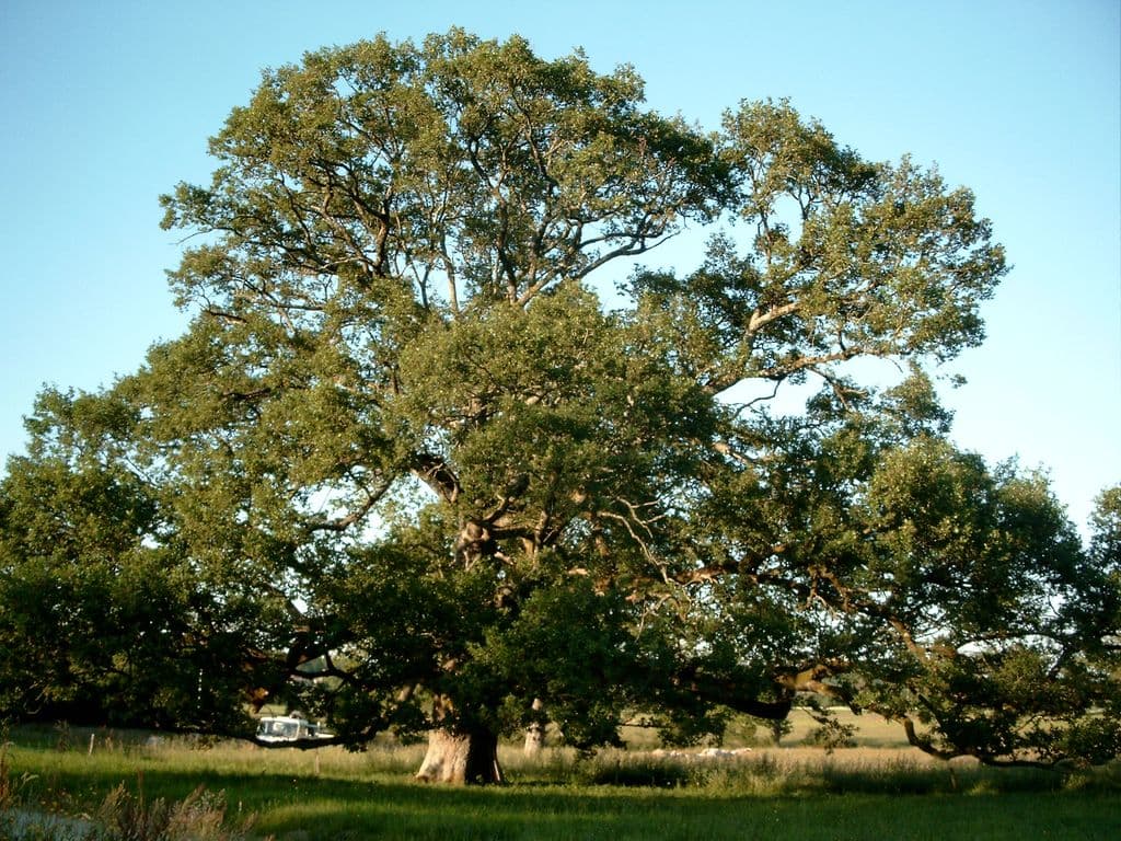 Chêne de Sazeirat