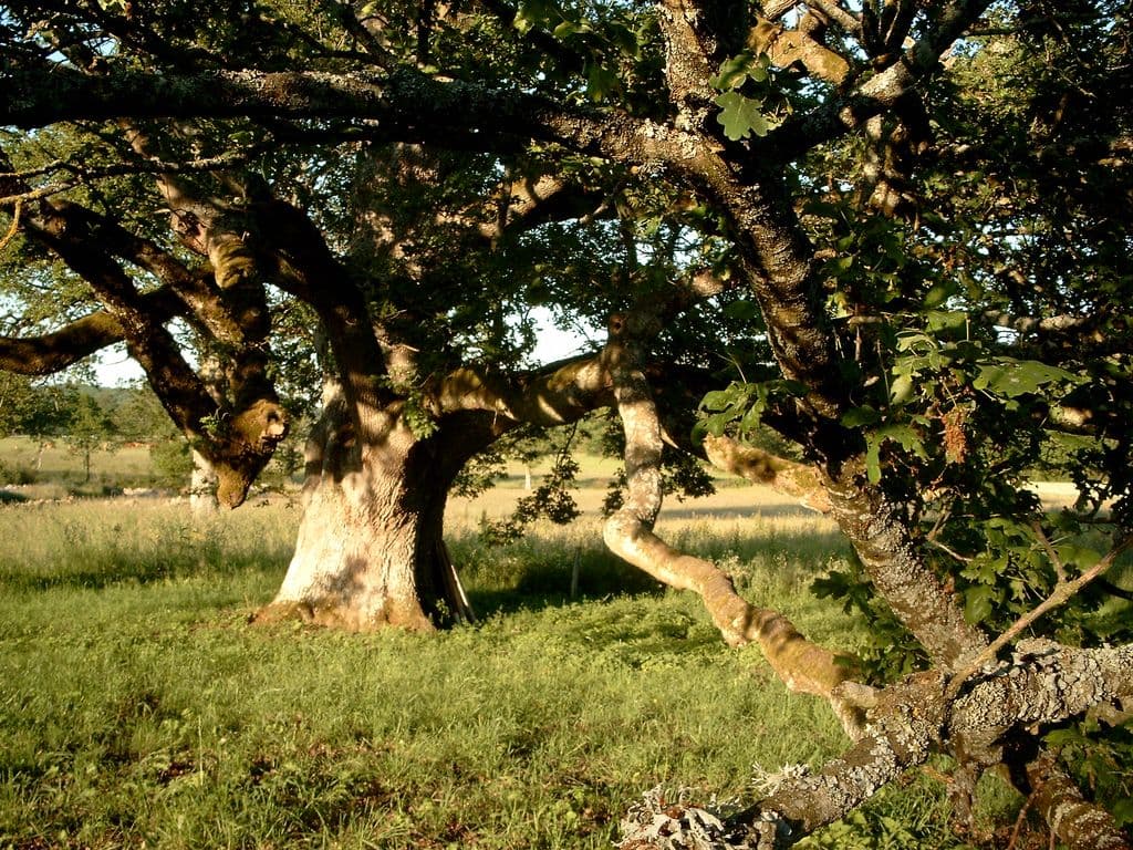Chêne de Sazeirat