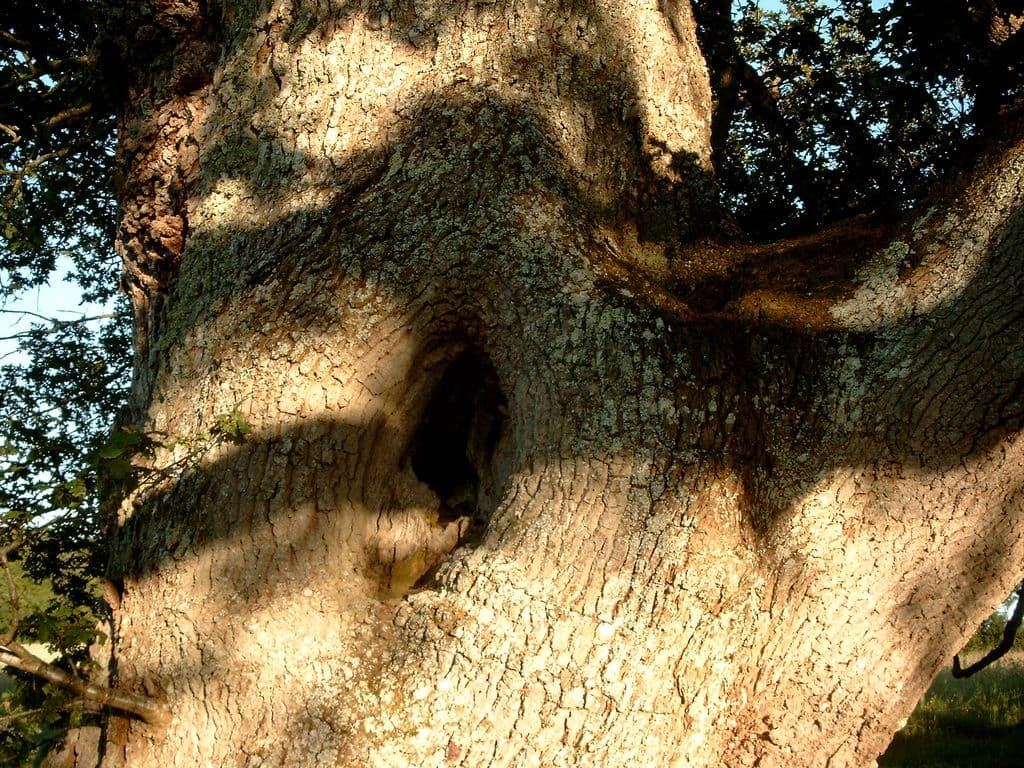 Chêne de Sazeirat