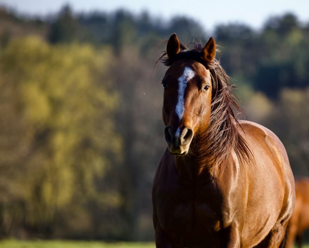 SagiRanch-StJulienAuxBois_cheval_5