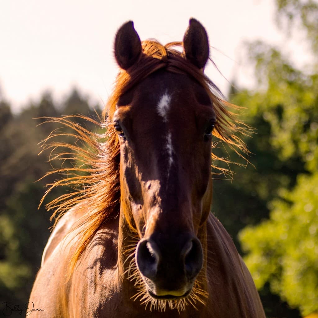 SagiRanch-StJulienAuxBois_detailCheval_6