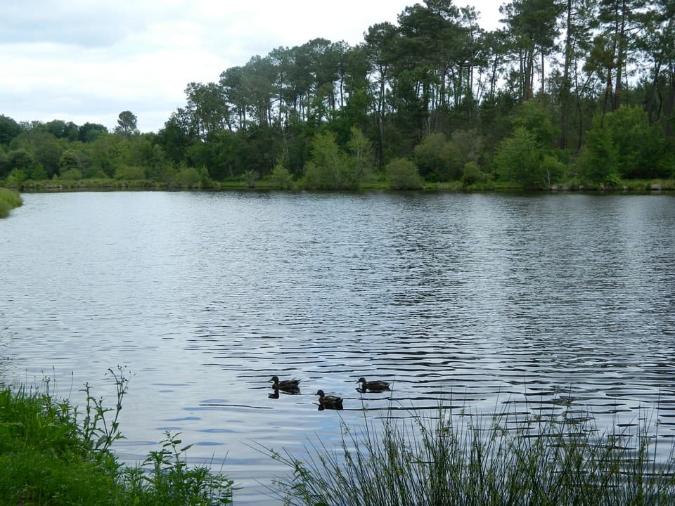 Saint Foy - Etang - Canard - Pêche - Nature (8)