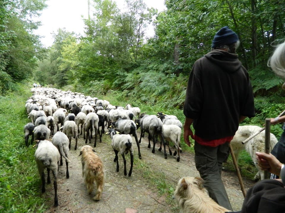 Transhumance - Balade - Nature