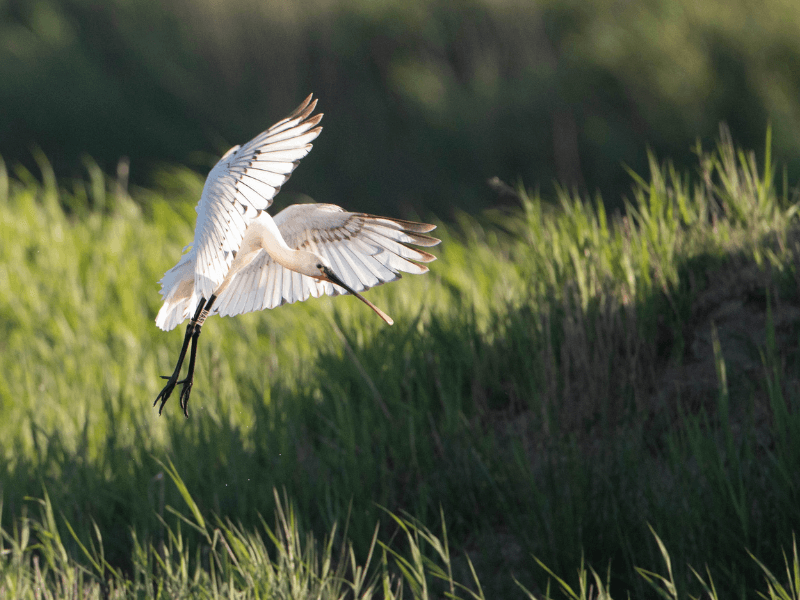Terres d'Oiseaux