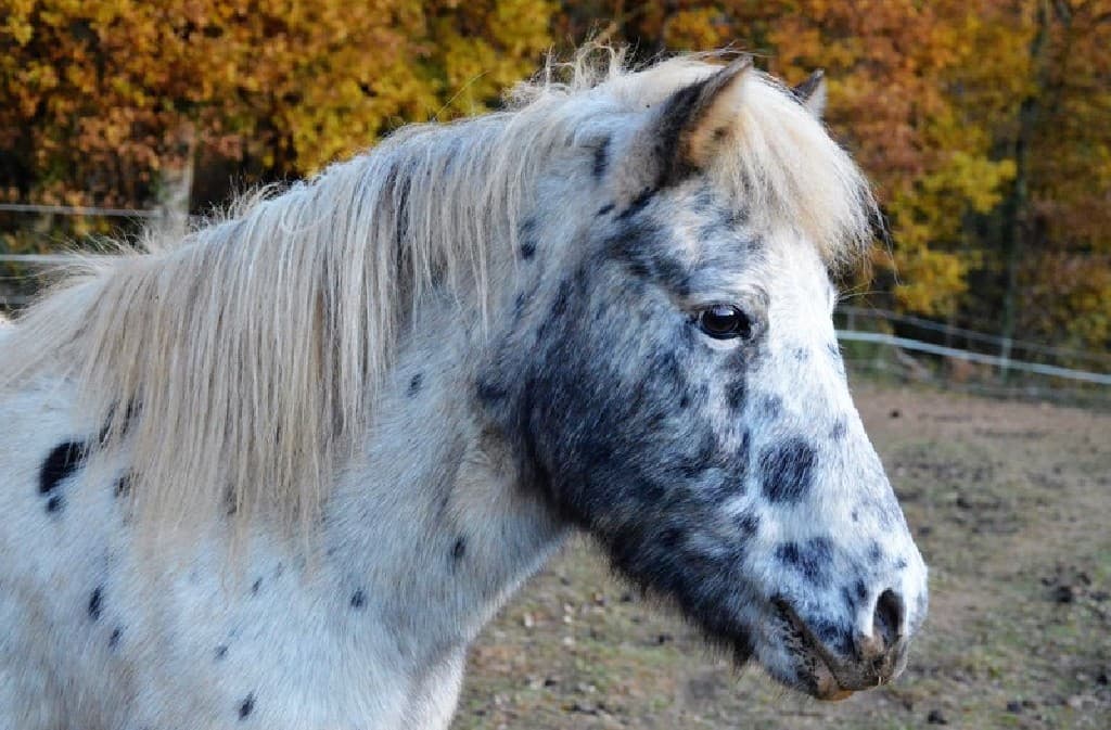 Ferme Equestre La Margotière