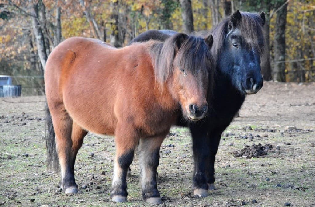 Ferme Equestre La Margotière