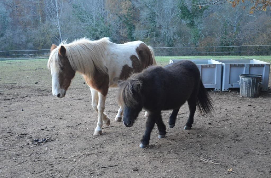 Ferme Equestre La Margotière