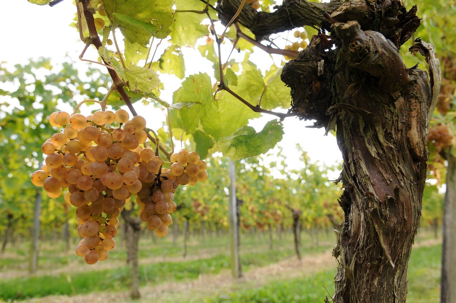 Domaine capdevielle monein vin jurancon grappe