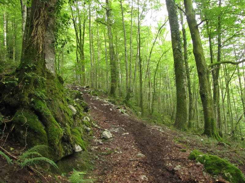 Sentier escarpé dans la forêt...