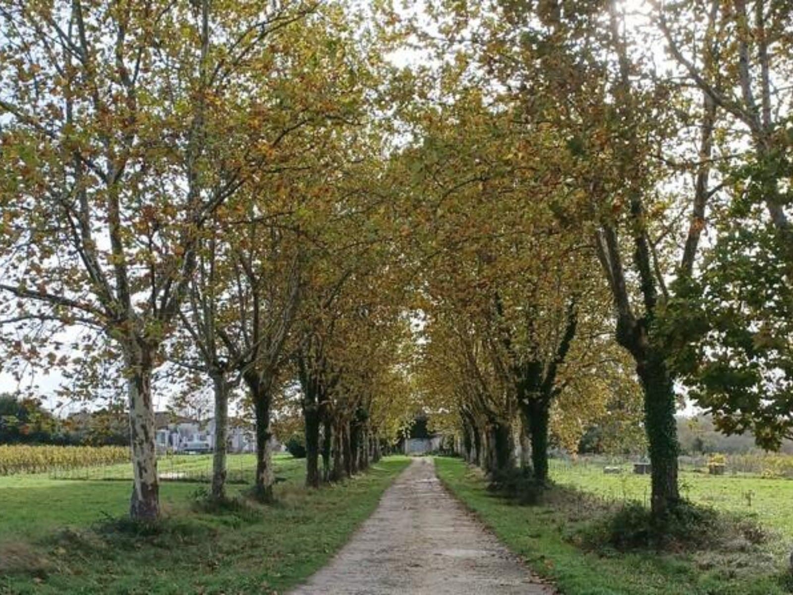 Sentout allée