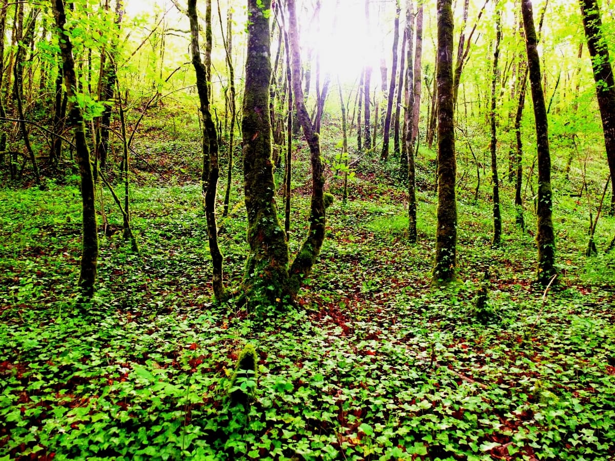 Sous bois 1 Maunesse
