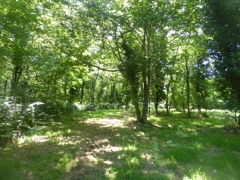 Sous bois Sabaille