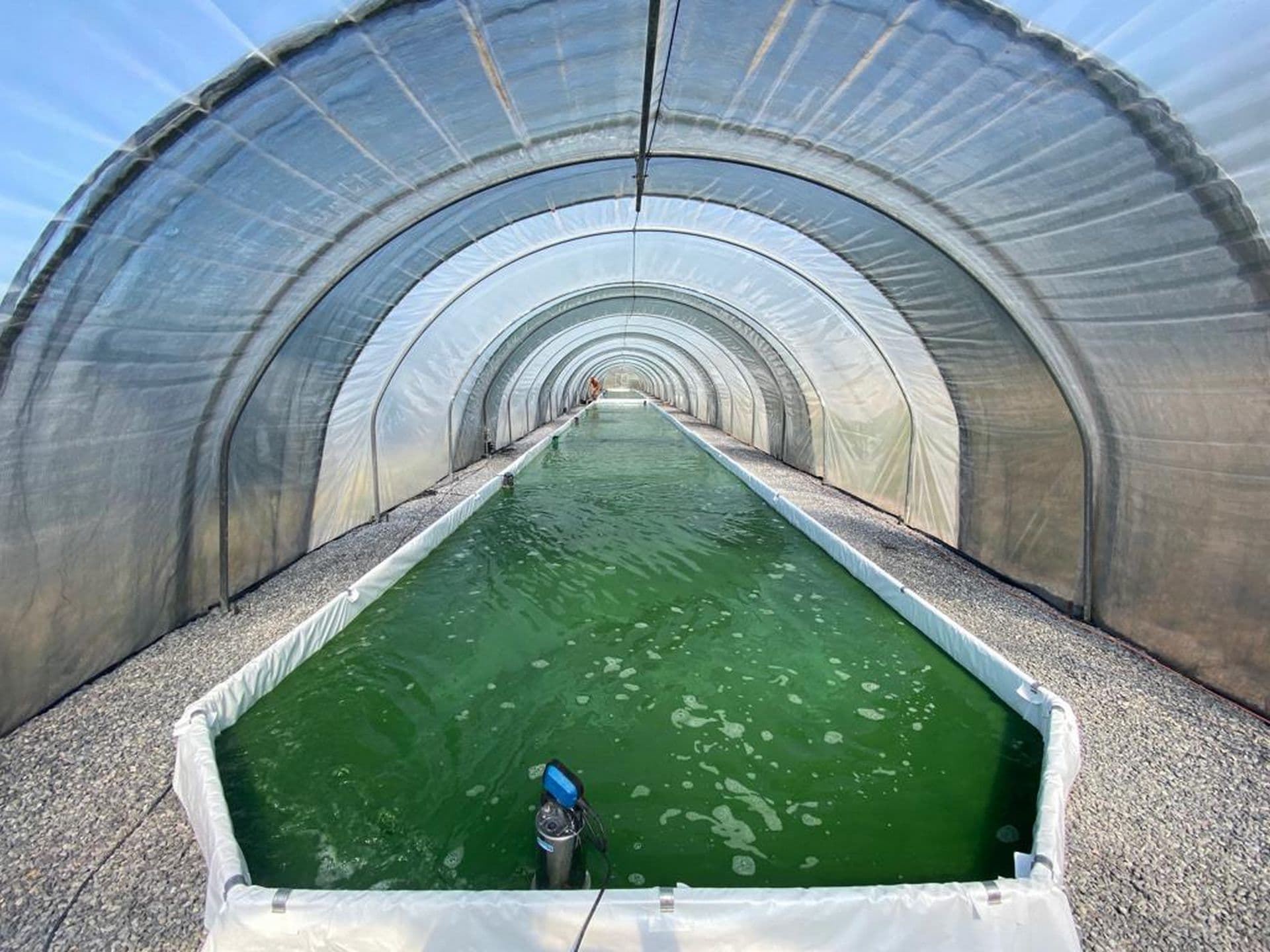 Spiruline d'Aquitaine - Serre
