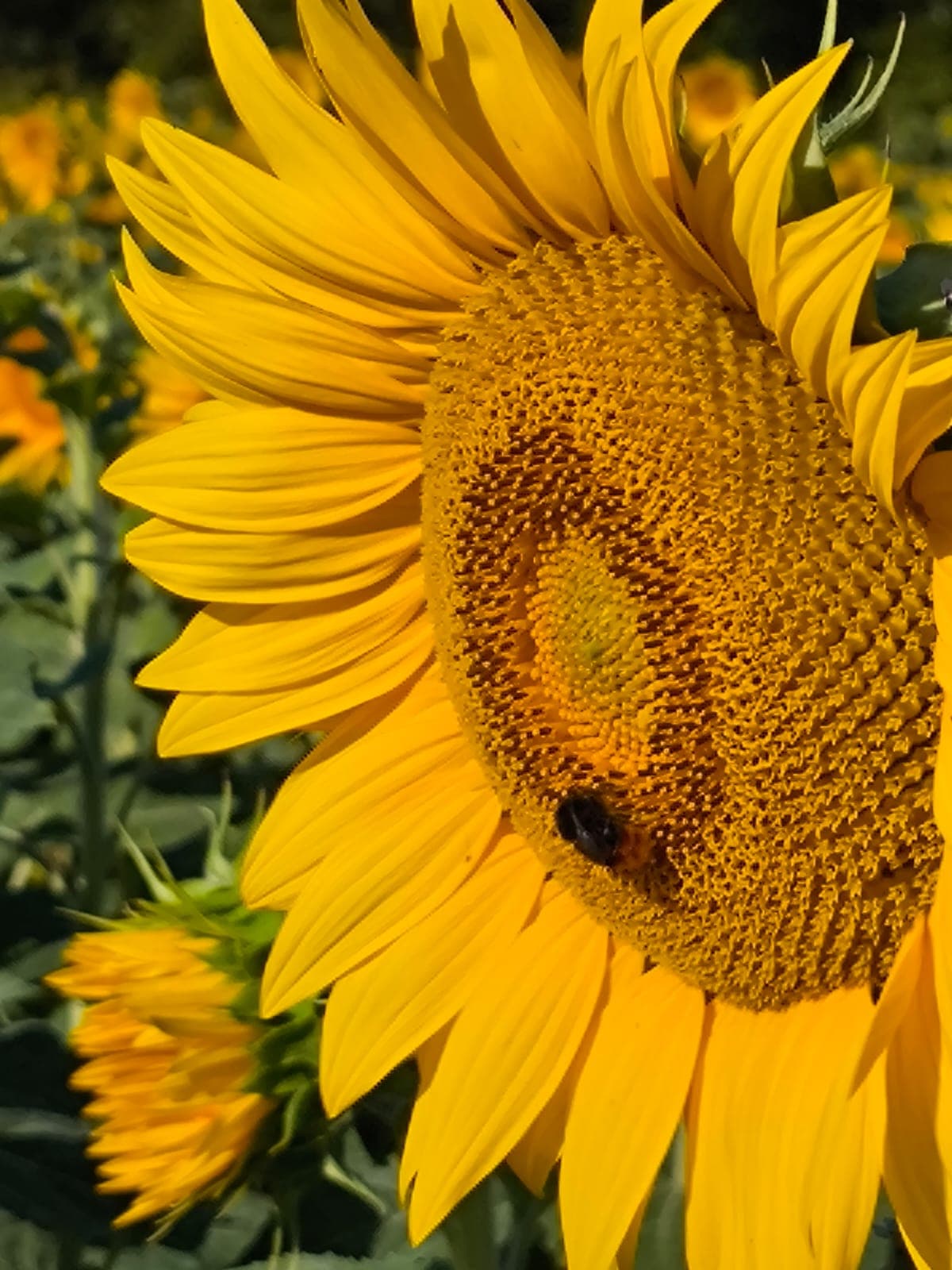 Sunflower