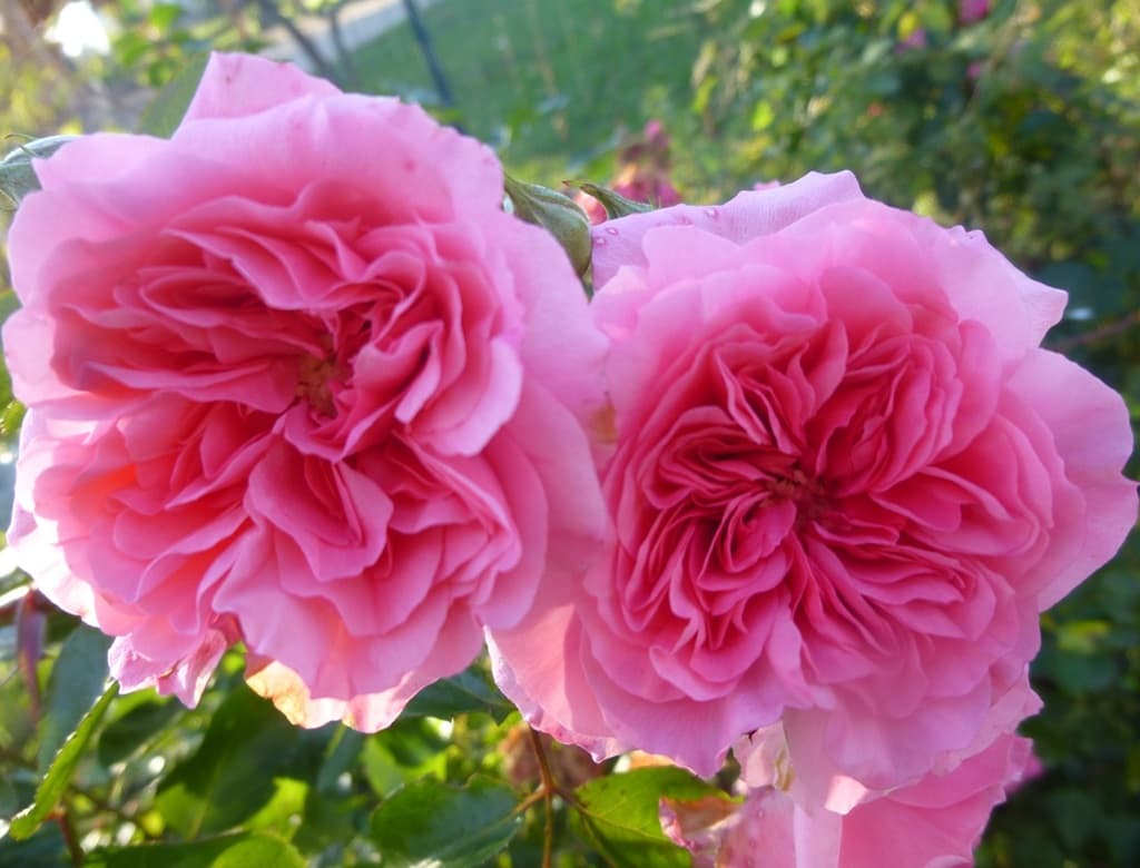 Rosier Les Quatre Saisons
