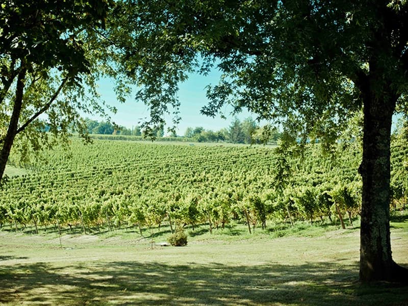 Vignes du Château Thieuley