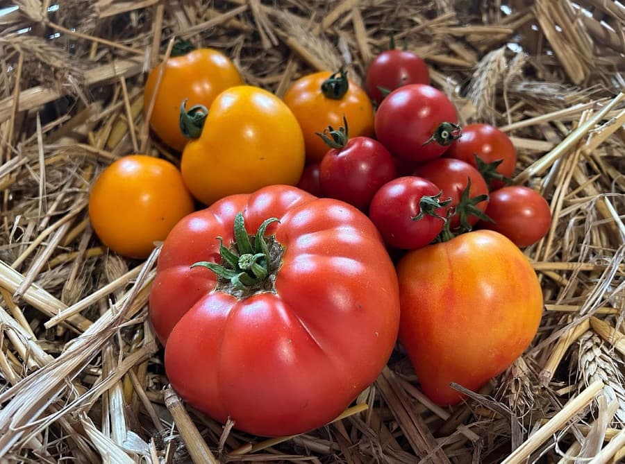 Tomates