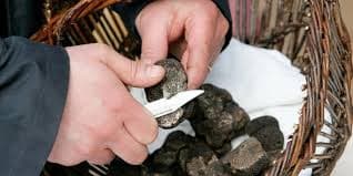 Truffe