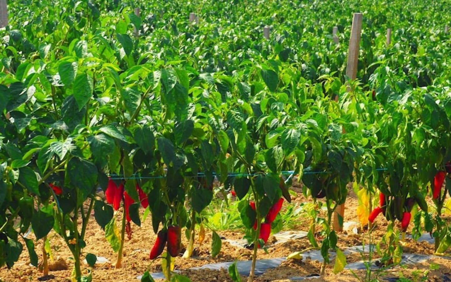 Uronakoborda-piment_d_espelette