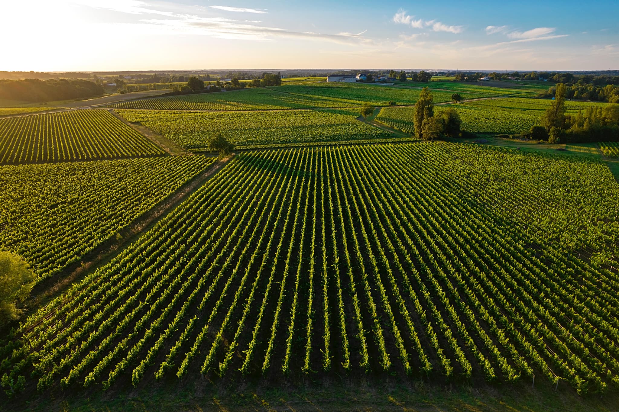 VIGNES PSE-min