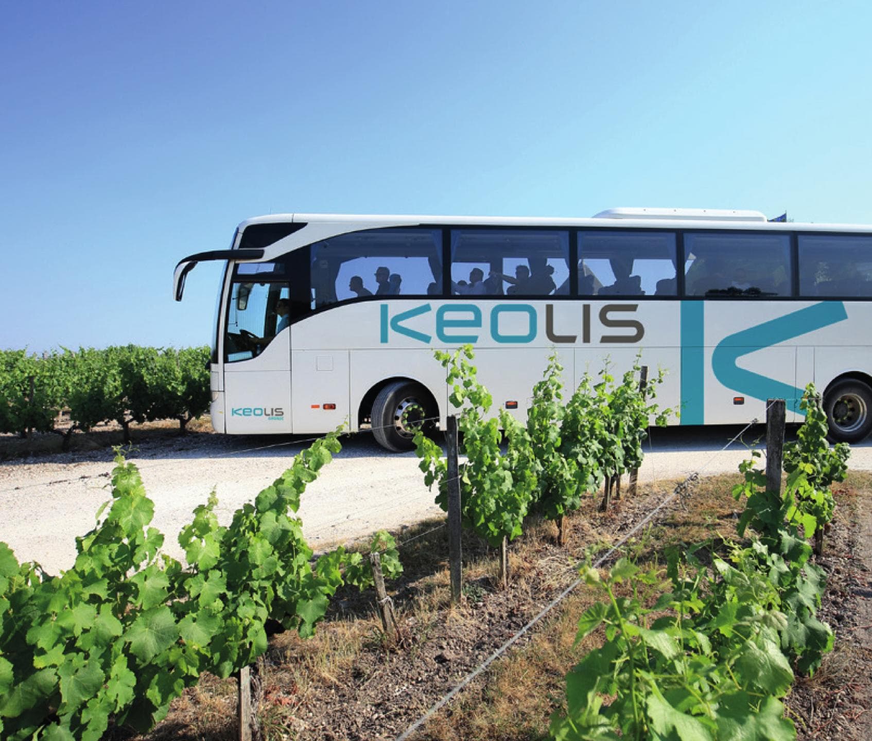VS_Vignes