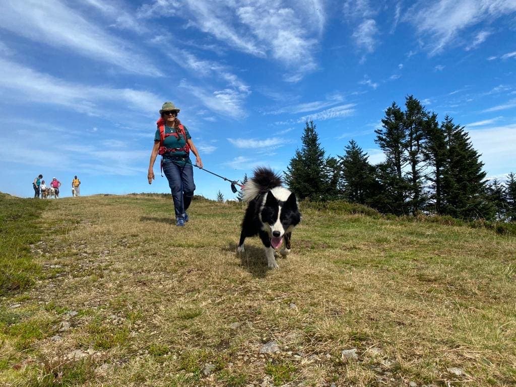 Cani rando en montagne en Pyrénées béarnaises