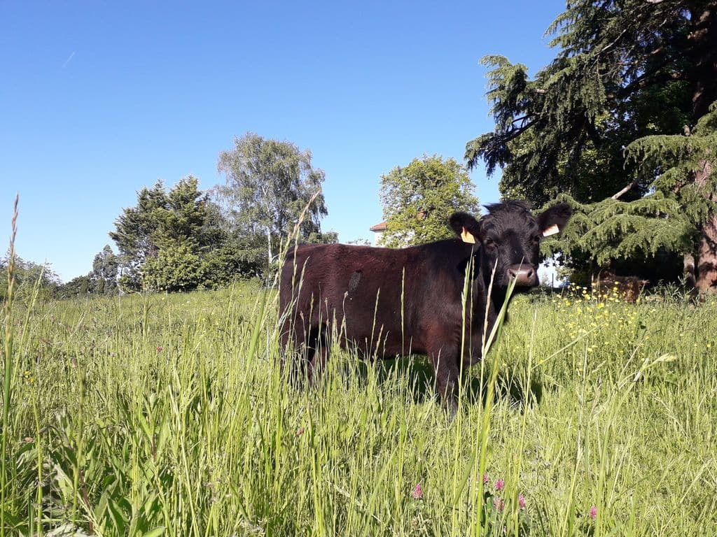 Vache - Ferme à Roulettes