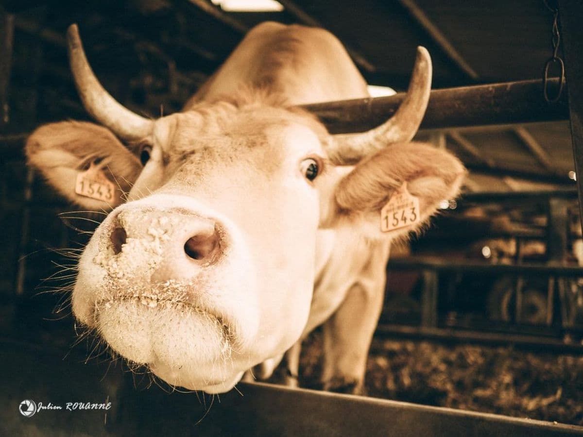 Blonde d'Aquitaine de la ferme