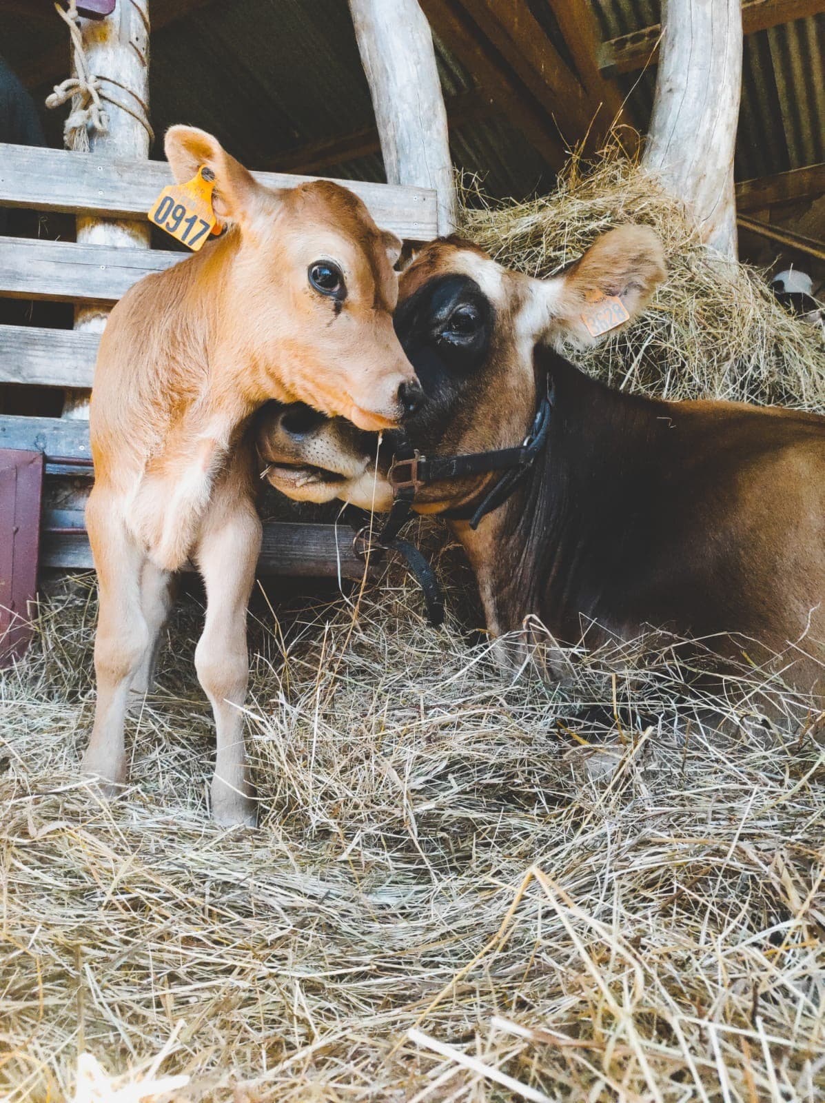 Vache et veau