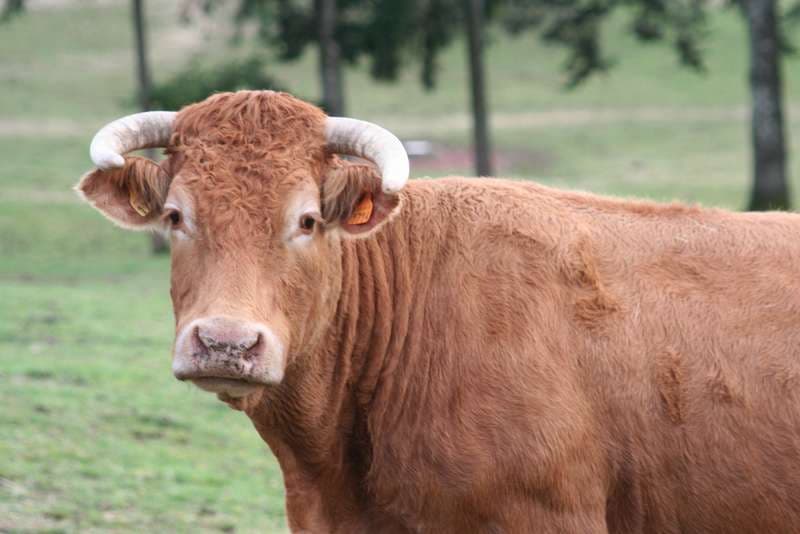 Vache_limousine_race_bovine_1