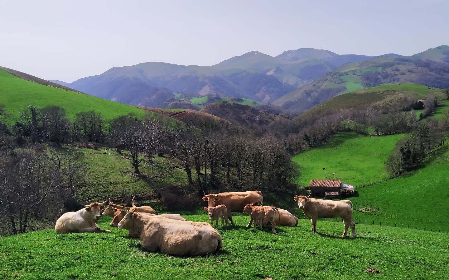 Vaches Burubeltx