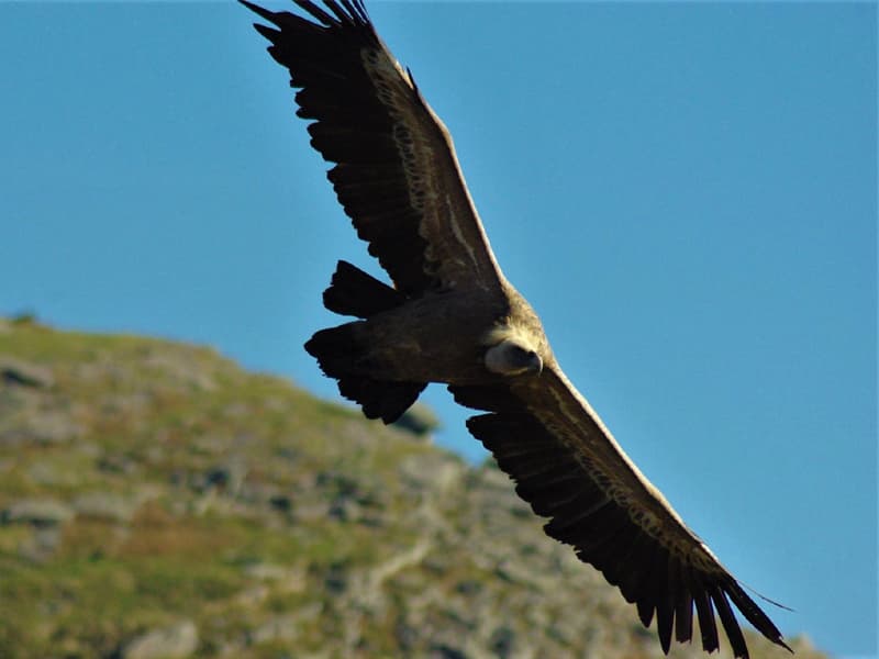 Découverte de vautour fauve