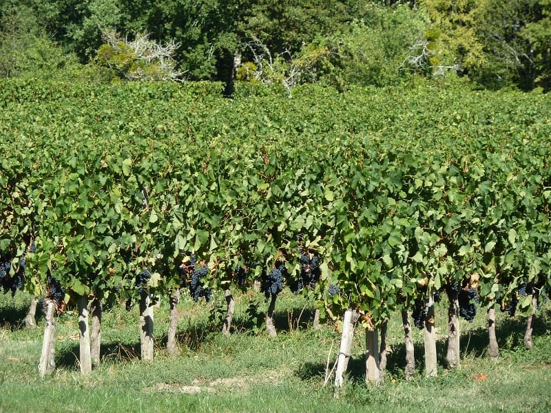 Les vignes du château La Plante