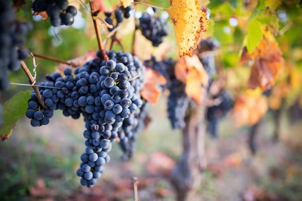 Vigne 12 - Baboux